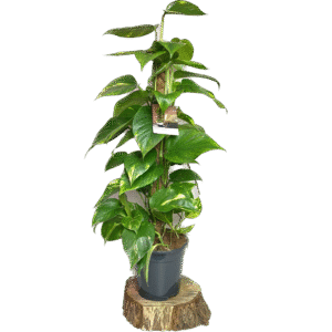 Epipremnum aureum Epipremnum złociste na pniu