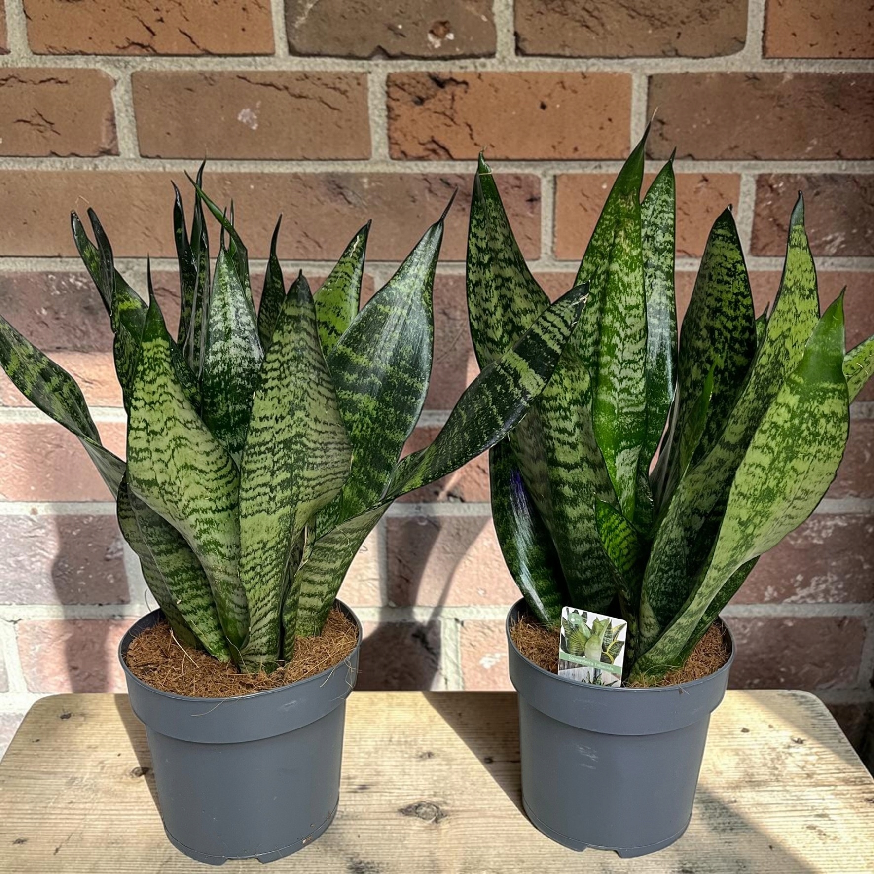 17444466138