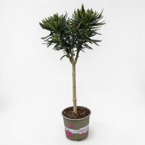 15409816739