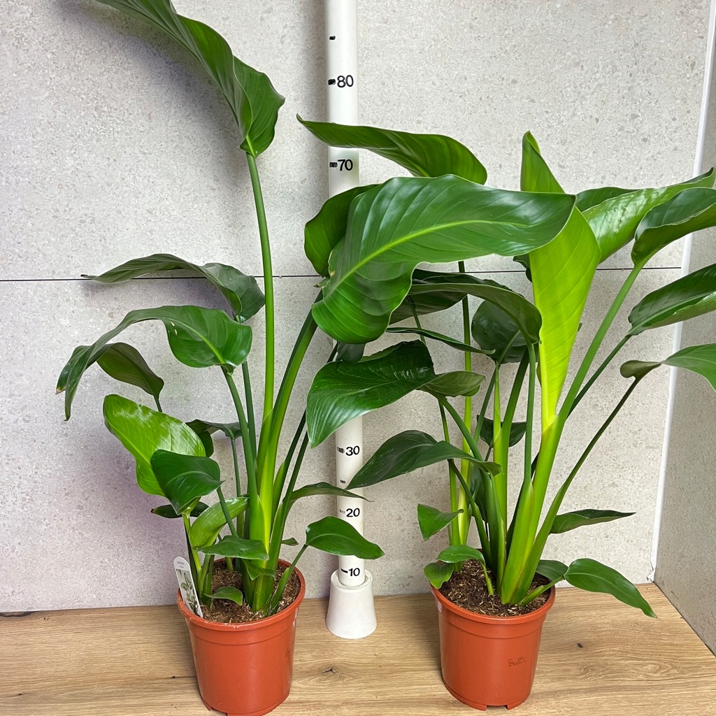 17576246302